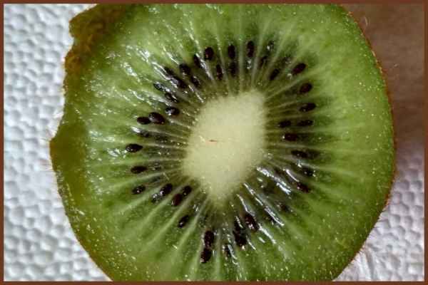 Tradiční zelená kiwi jsou oválná. Můžeme je přiblížit zhruba slepičímu vejci, ovšem kiwi nejsou tak špičatá. Kiwi má hnědou a chlupatou slupku. Slupka není zdravotně závadná a dá se jíst. Většina lidí však před spotřebou kiwi oloupe. Kiwi je tvrdé a postupem času měkne a zraje. Je citlivé na tlak a mačkání. Mačkáním měknutí kiwi neuspíšíme. Chuť kiwi popisuje každý jinak. Většina lidí je však přirovnává ke kombinaci jahod, ananasu a banánu.