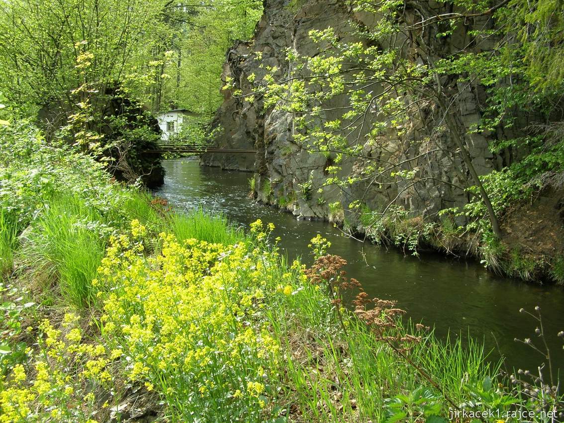 Weisshuhnův kanál 37 - květena na břehu kanálu