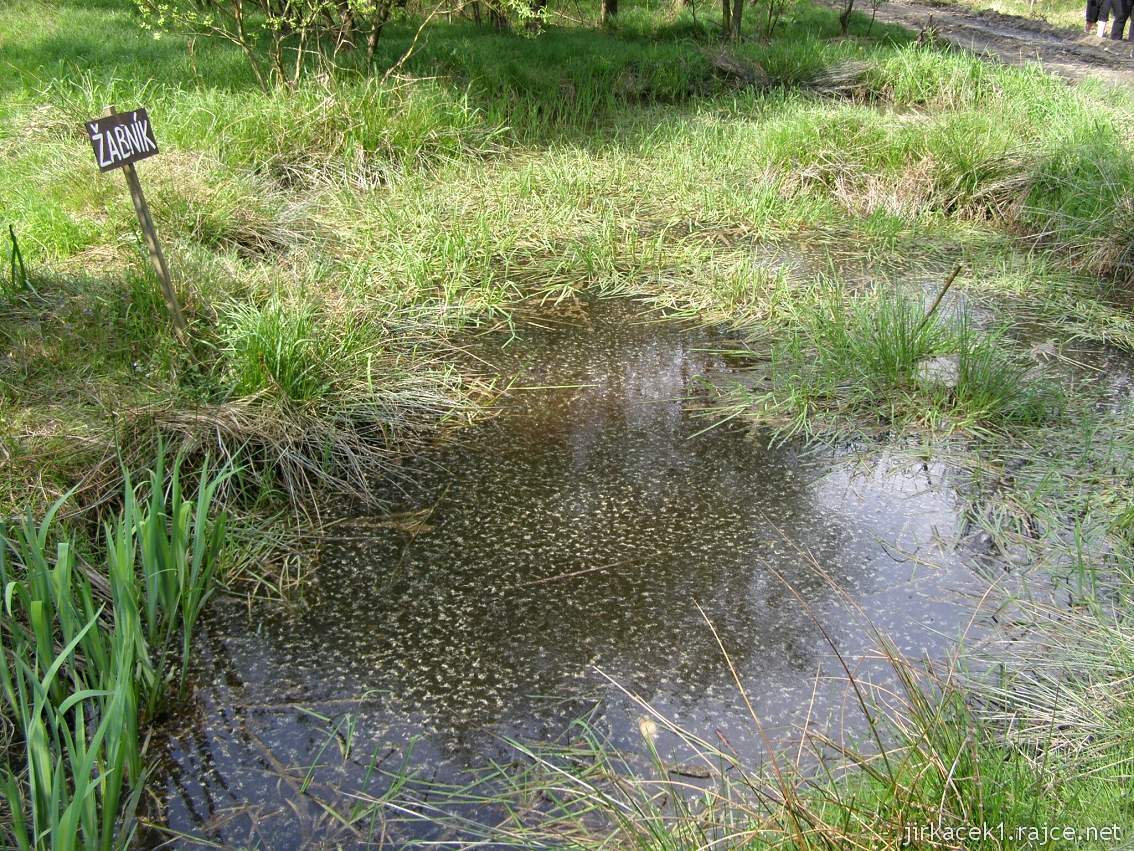 Weisshuhnův kanál 77 - rybník žabník