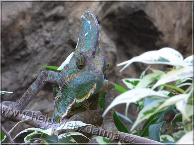 chameleon