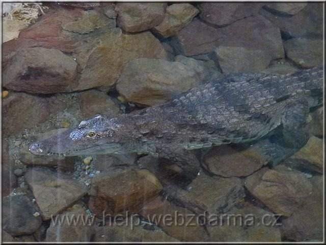 krokodil