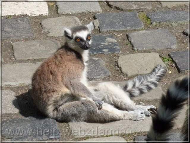 lemur