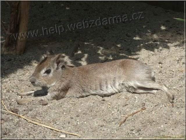 mara
