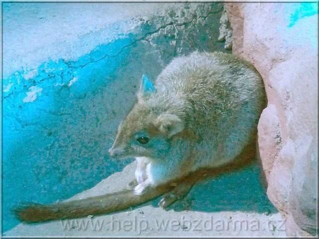 patkanykeguru