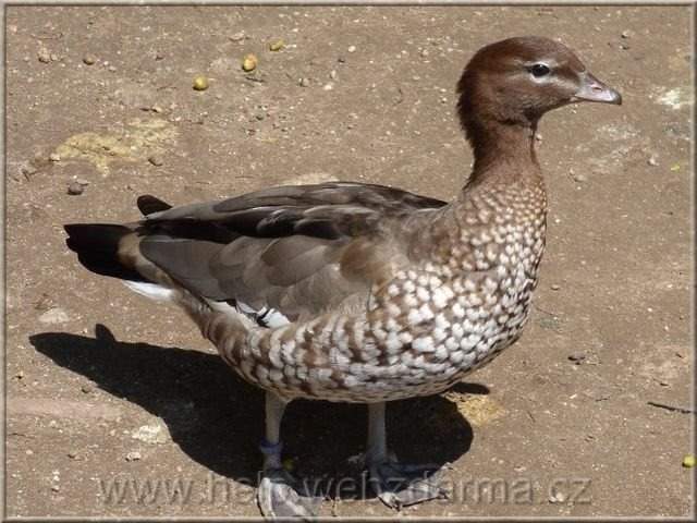 vtak 01