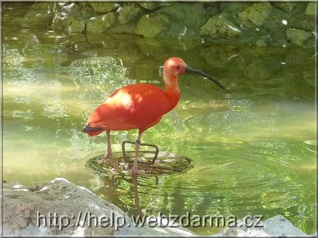 ibis cer