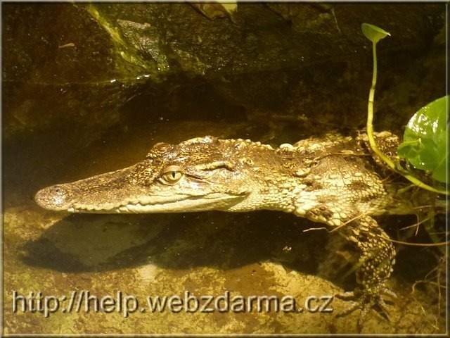 krokodil