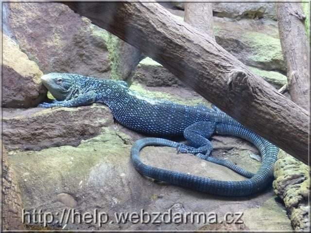 varan