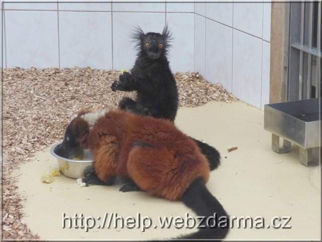 lemuri