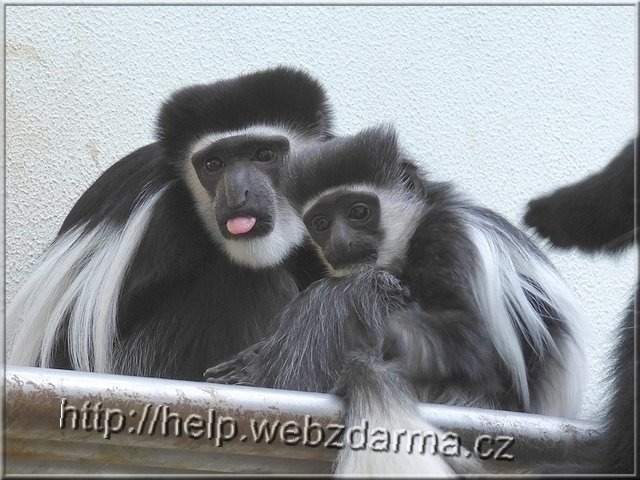 guereza