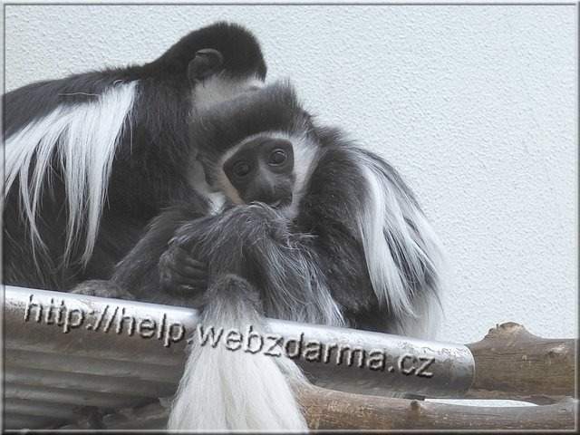 guereza