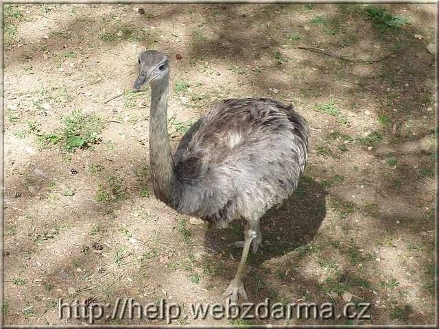 nandu