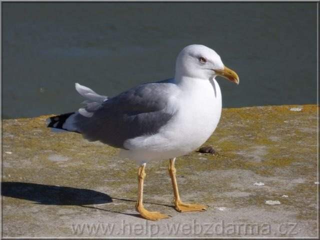 cajka