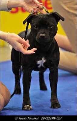 Betty Kenoa First Turn Black (Adebayor of Black Seals X Andromeda Dowinastaff) - Feny - mezitřída - VD