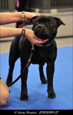 Cup of Pure Beauty Infinity Love Staff (Sikaistaff Dark Lord X Staffy Paradise Infinity Love) - Feny - mezitřída - V4