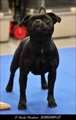 Diana´s Diamond Du Solei  (Rubeastaff It´s Time To Shine X Lackyle Bua Siorai) - Feny - mezitřída - VD