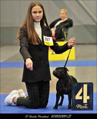 Glory Of The Love Poker Canis (The Knot Unites Royal Blood X Jedymastaff Natural Mystic) - Feny - třída otevřená - V4