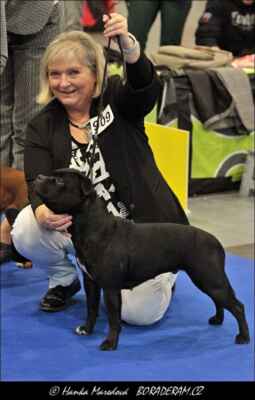 Kessie Ambassador Sun (Aslan Dowinastaff X Dazling Beauty Ambassador Sun) - Národní vítěz, BOS