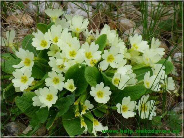 primula