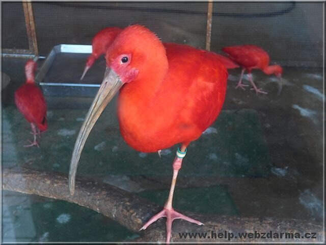 ibis