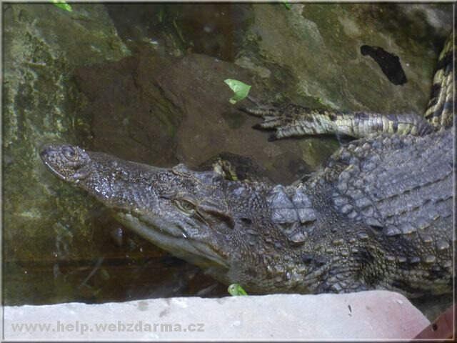 krokodil