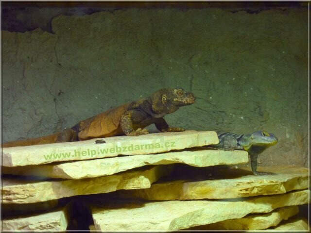 leguanik