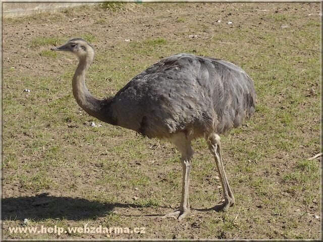 nandu
