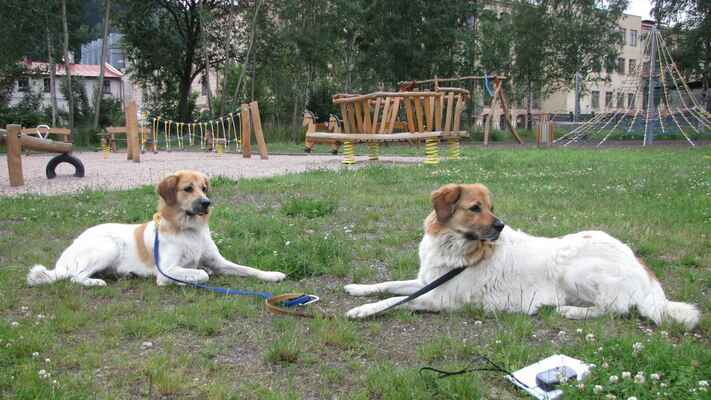 multifunkční hřiště v Mostku, psům vstup zakázán