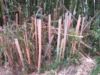 Bamboo

Bambus