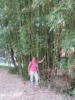 Bamboo

Bambusový háj
