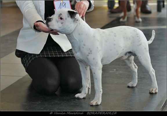 Young Leon Moravia Lord (Quido Greis Malý motýl X Bully For You Top Banana) - Psi - dorost - N