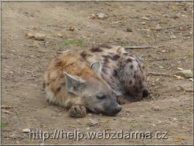 hyena