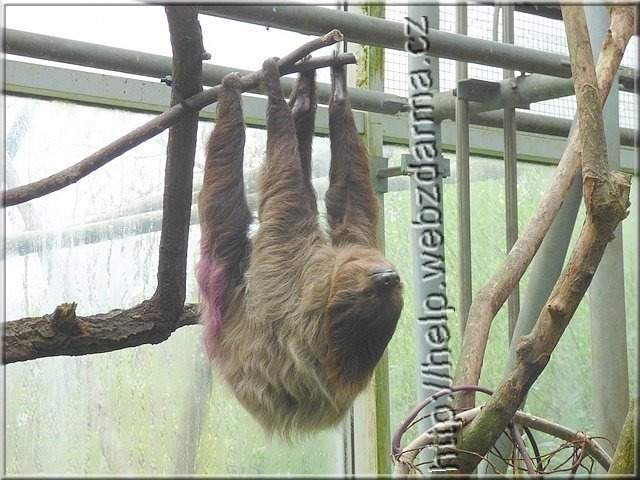 lenochod1