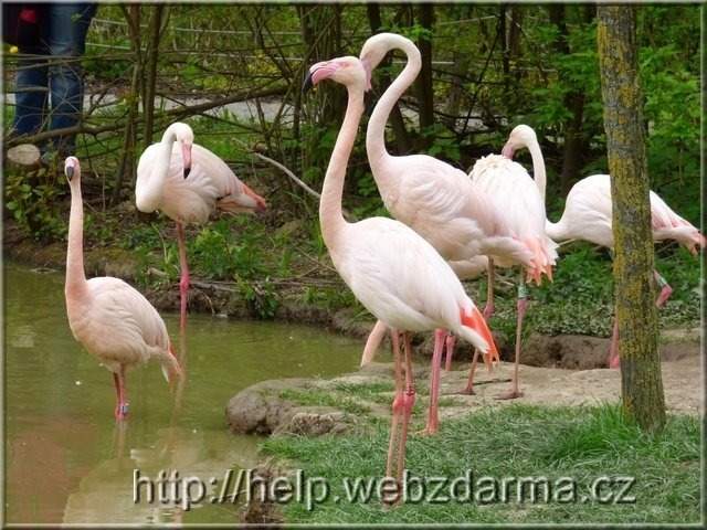 plameniak