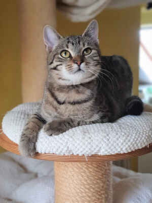 31.1.2022 - Justýnka je úžasná, milá a mazlivá kočička. Je vhodná i do rodiny s dětmi, potřebuje kočičího kamaráda - jejím sourozencem je umazlený Pavlík.