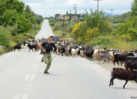 Tento záběr je z cesty po západním břehu. Mladý ovčák zjistil, že stádo zamířilo jinam a spustil velmi vydatný a hlasitý pokřik.