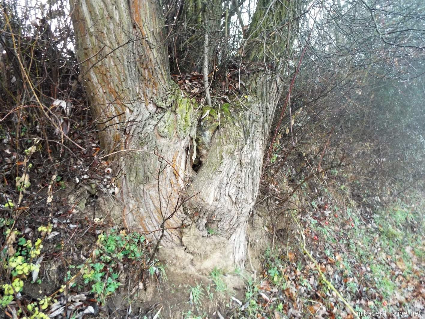 095 - strom připomínající zadek před obcí Soběsuky