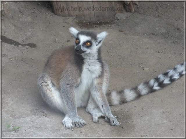 lemur