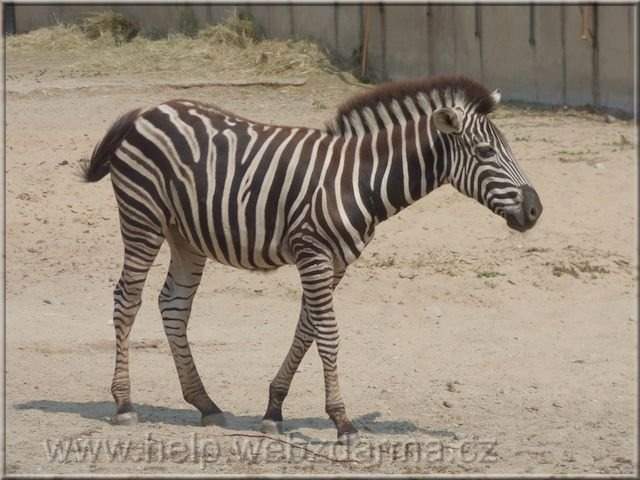 zebra