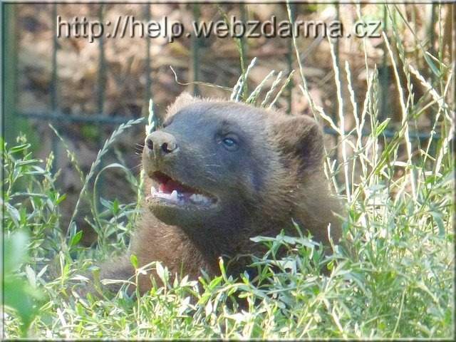 rosomak