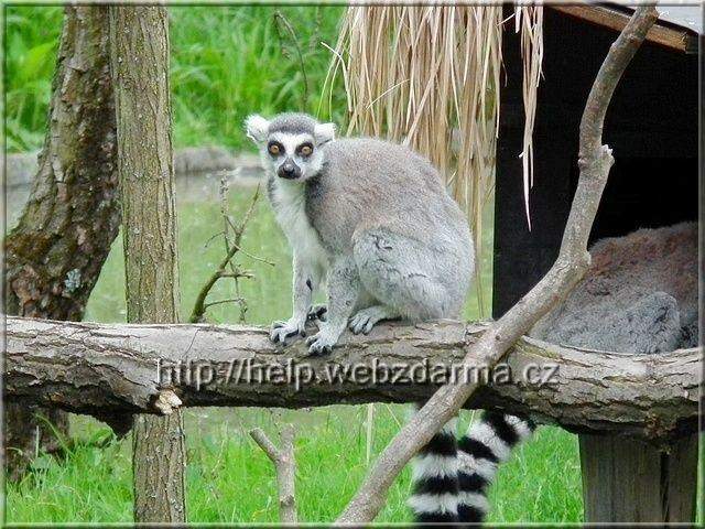 lemur01