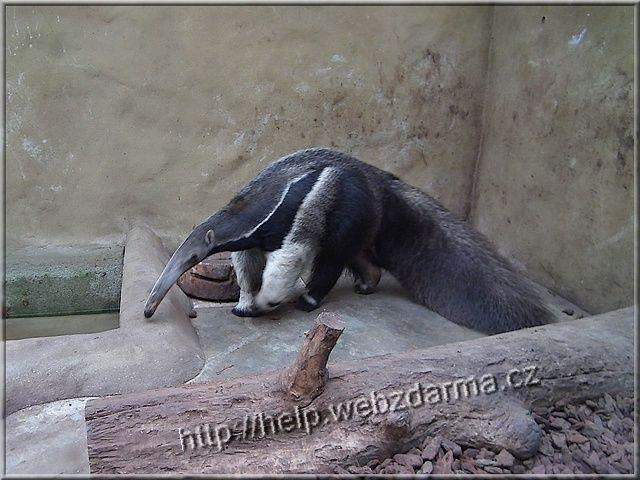 mravciar