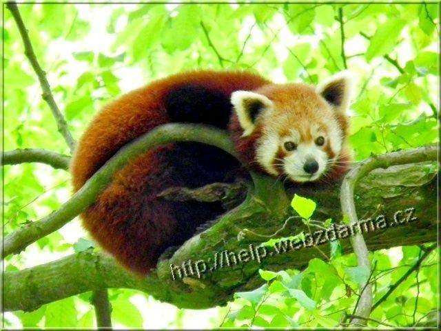 panda