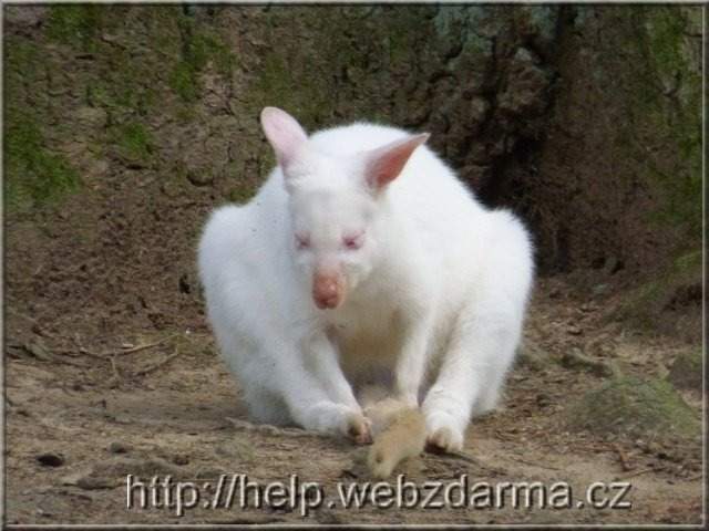 kengura biela