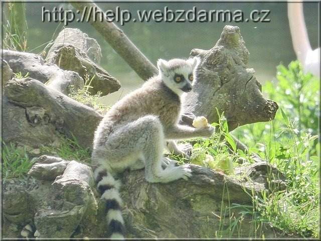 lemur