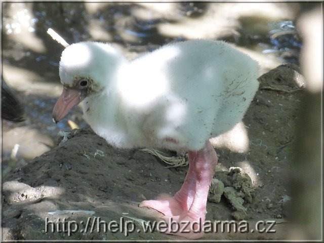 plameniak
