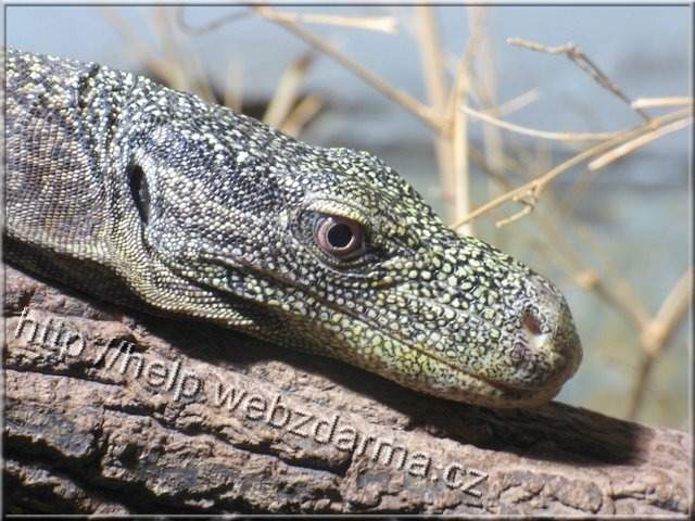 varan