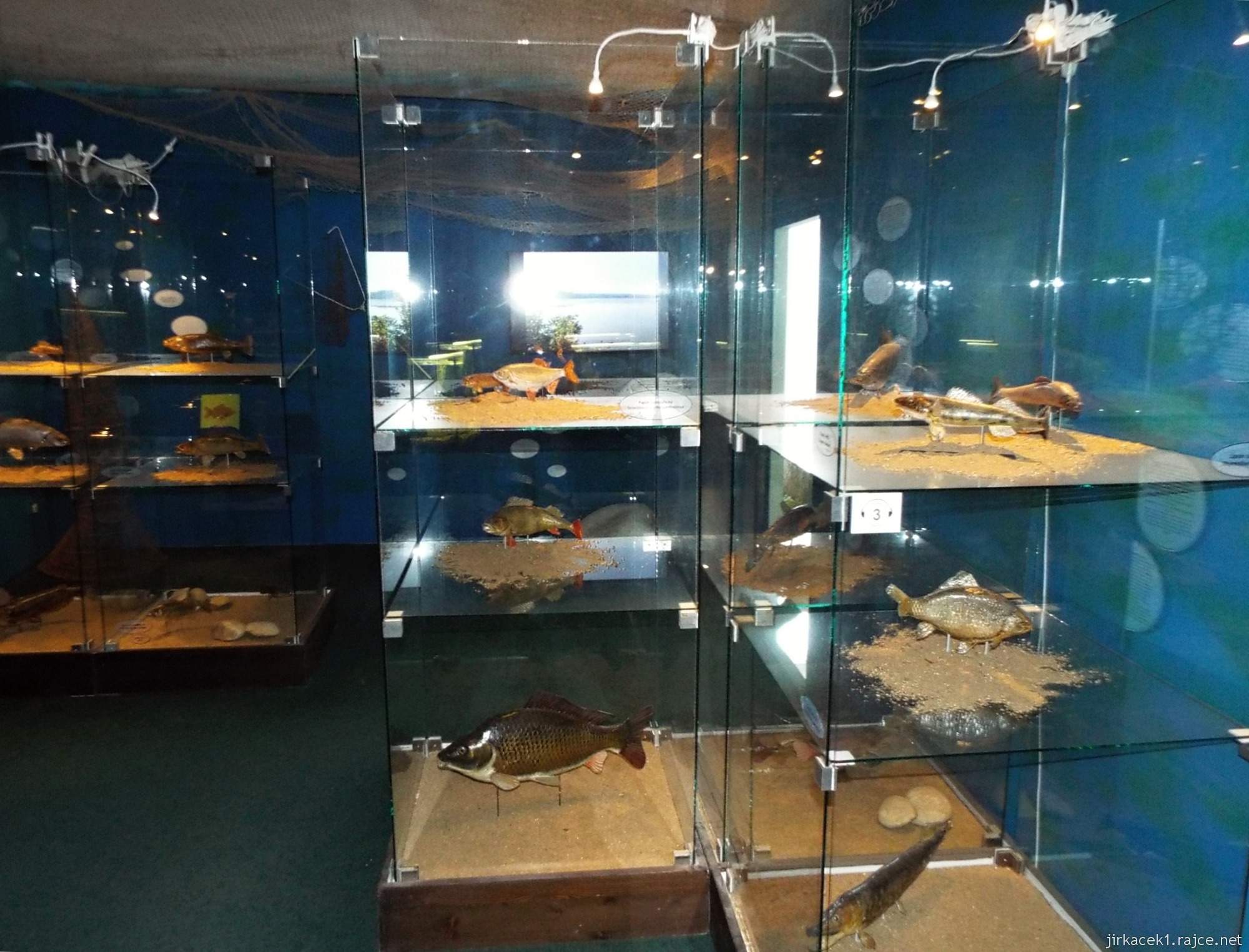 Valtice - zemědělské muzeum 07 - expozice rybářství - ryby