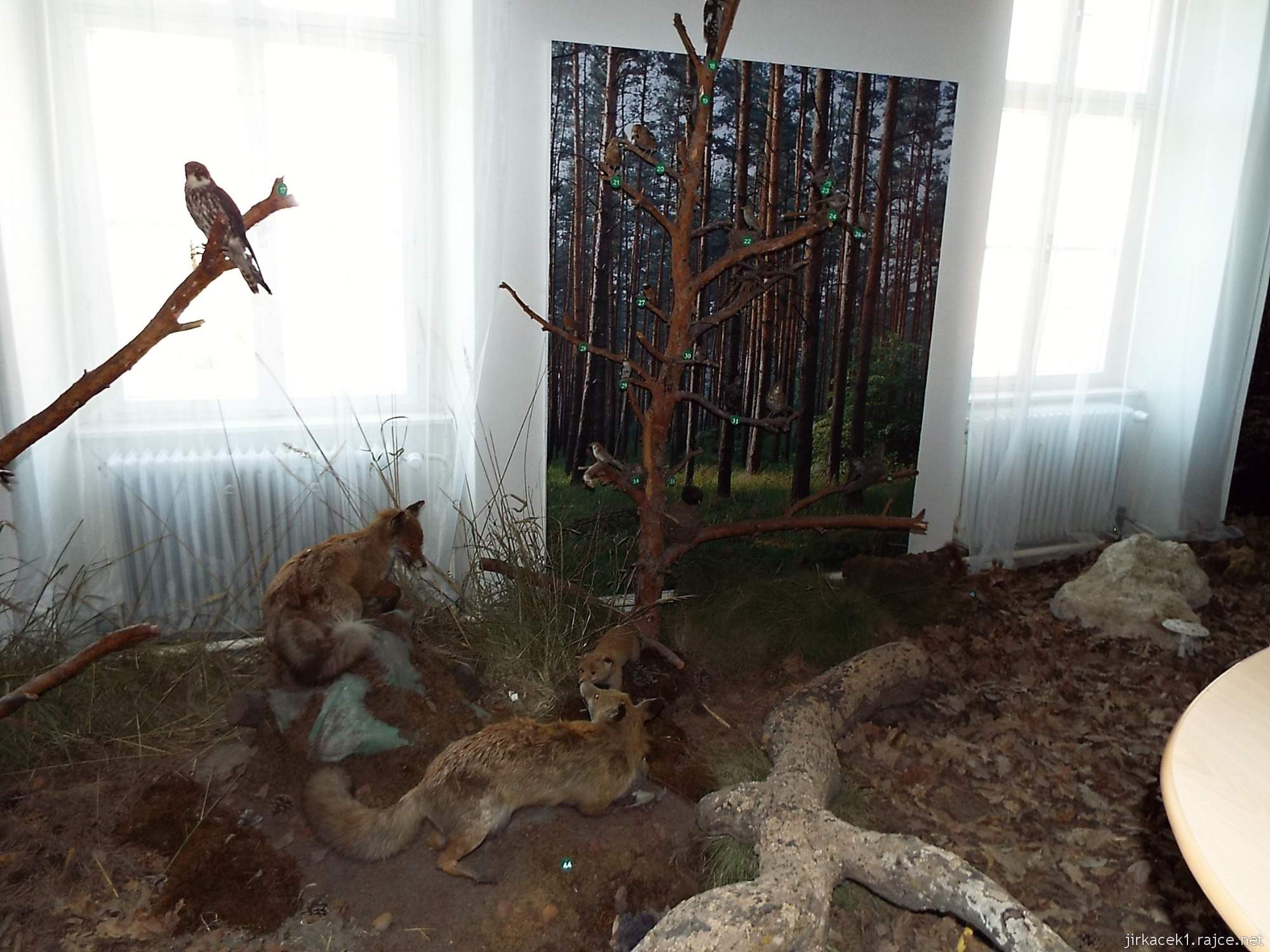 Valtice - zemědělské muzeum 13 - expozice přírody