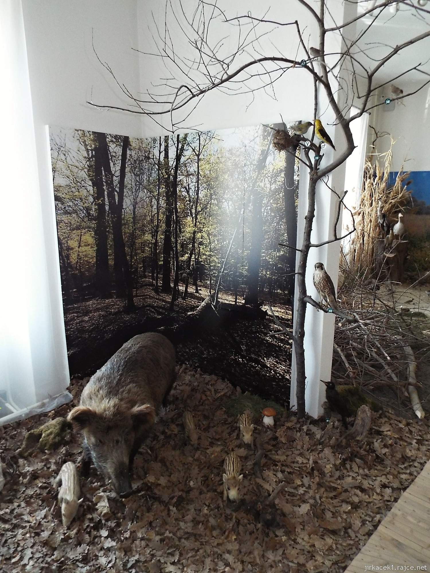 Valtice - zemědělské muzeum 14 - expozice přírody